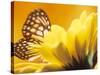Monarch Butterfly on Daisy-null-Stretched Canvas
