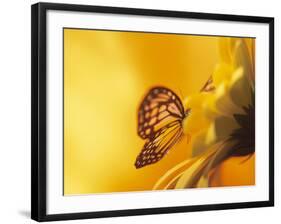 Monarch Butterfly on Daisy-null-Framed Photographic Print