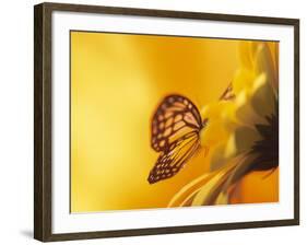 Monarch Butterfly on Daisy-null-Framed Photographic Print