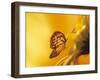 Monarch Butterfly on Daisy-null-Framed Photographic Print