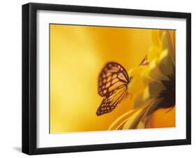 Monarch Butterfly on Daisy-null-Framed Photographic Print