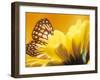 Monarch Butterfly on Daisy-null-Framed Photographic Print