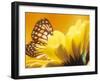 Monarch Butterfly on Daisy-null-Framed Photographic Print