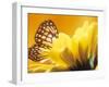 Monarch Butterfly on Daisy-null-Framed Photographic Print