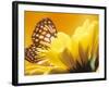 Monarch Butterfly on Daisy-null-Framed Photographic Print