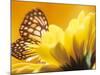 Monarch Butterfly on Daisy-null-Mounted Photographic Print