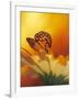 Monarch Butterfly on Daisy-null-Framed Photographic Print