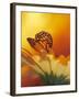 Monarch Butterfly on Daisy-null-Framed Photographic Print