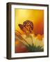 Monarch Butterfly on Daisy-null-Framed Photographic Print