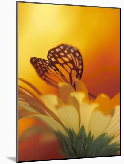 Monarch Butterfly on Daisy-null-Mounted Photographic Print