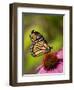 Monarch butterfly on Echinacea flower.-Merrill Images-Framed Premium Photographic Print