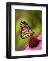 Monarch butterfly on Echinacea flower.-Merrill Images-Framed Premium Photographic Print