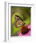 Monarch butterfly on Echinacea flower.-Merrill Images-Framed Premium Photographic Print