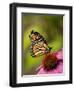 Monarch butterfly on Echinacea flower.-Merrill Images-Framed Photographic Print