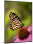 Monarch butterfly on Echinacea flower.-Merrill Images-Mounted Photographic Print