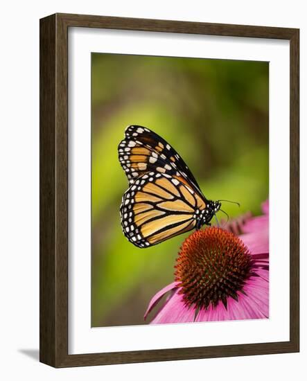 Monarch butterfly on Echinacea flower.-Merrill Images-Framed Photographic Print