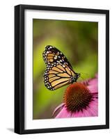 Monarch butterfly on Echinacea flower.-Merrill Images-Framed Photographic Print