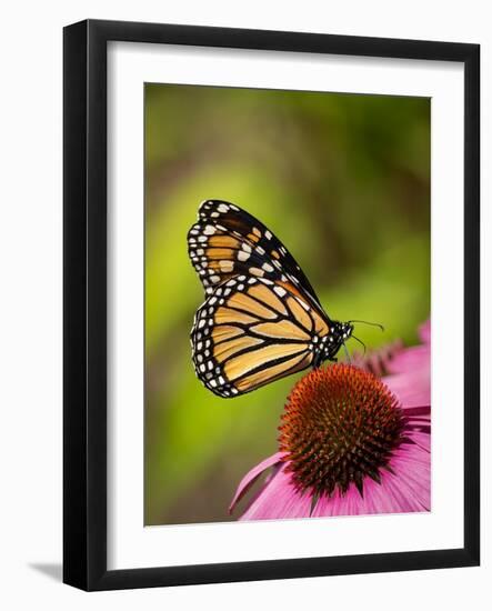 Monarch butterfly on Echinacea flower.-Merrill Images-Framed Photographic Print