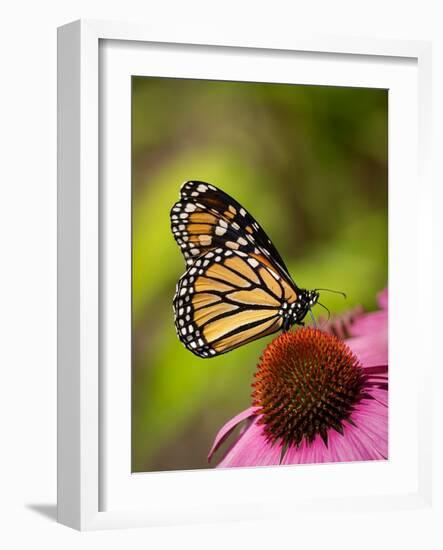 Monarch butterfly on Echinacea flower.-Merrill Images-Framed Photographic Print