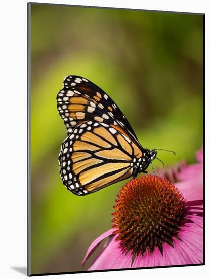 Monarch butterfly on Echinacea flower.-Merrill Images-Mounted Photographic Print