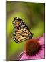 Monarch butterfly on Echinacea flower.-Merrill Images-Mounted Photographic Print