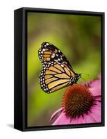 Monarch butterfly on Echinacea flower.-Merrill Images-Framed Stretched Canvas