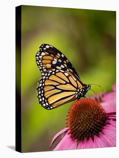 Monarch butterfly on Echinacea flower.-Merrill Images-Stretched Canvas