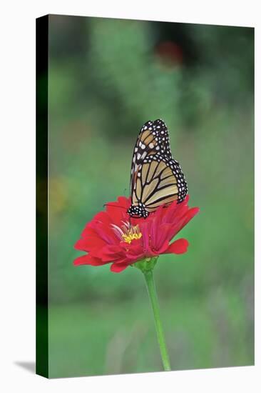 Monarch Butterfly on Flower-Gary Carter-Stretched Canvas