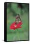 Monarch Butterfly on Flower-Gary Carter-Framed Stretched Canvas