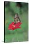 Monarch Butterfly on Flower-Gary Carter-Stretched Canvas