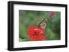 Monarch Butterfly on Flower-Gary Carter-Framed Photographic Print