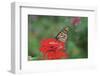 Monarch Butterfly on Flower-Gary Carter-Framed Photographic Print