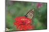 Monarch Butterfly on Flower-Gary Carter-Mounted Photographic Print