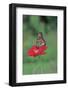 Monarch Butterfly on Flower-Gary Carter-Framed Photographic Print