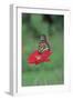 Monarch Butterfly on Flower-Gary Carter-Framed Photographic Print