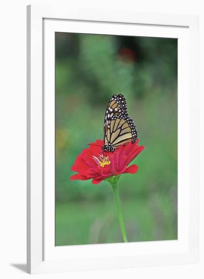 Monarch Butterfly on Flower-Gary Carter-Framed Photographic Print