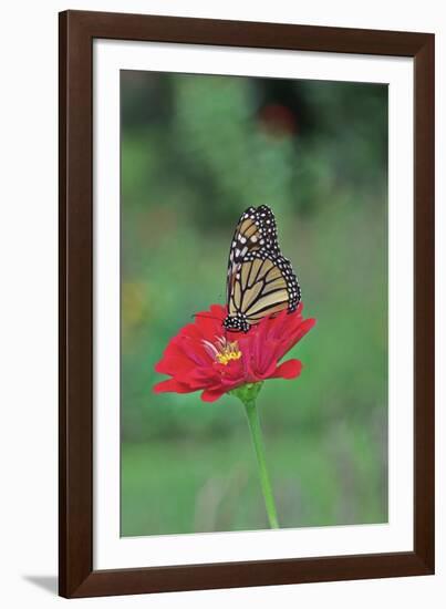Monarch Butterfly on Flower-Gary Carter-Framed Photographic Print