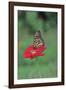 Monarch Butterfly on Flower-Gary Carter-Framed Photographic Print