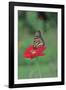 Monarch Butterfly on Flower-Gary Carter-Framed Photographic Print