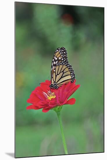 Monarch Butterfly on Flower-Gary Carter-Mounted Photographic Print
