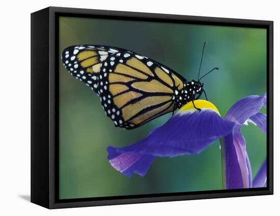 Monarch butterfly on Iris, Bloomfield Hills, Michigan, USA-Darrell Gulin-Framed Stretched Canvas