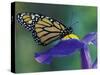 Monarch butterfly on Iris, Bloomfield Hills, Michigan, USA-Darrell Gulin-Stretched Canvas