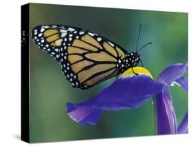 Monarch butterfly on Iris, Bloomfield Hills, Michigan, USA-Darrell Gulin-Stretched Canvas