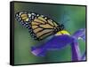 Monarch butterfly on Iris, Bloomfield Hills, Michigan, USA-Darrell Gulin-Framed Stretched Canvas