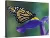 Monarch butterfly on Iris, Bloomfield Hills, Michigan, USA-Darrell Gulin-Stretched Canvas