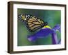 Monarch butterfly on Iris, Bloomfield Hills, Michigan, USA-Darrell Gulin-Framed Premium Photographic Print