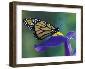Monarch butterfly on Iris, Bloomfield Hills, Michigan, USA-Darrell Gulin-Framed Premium Photographic Print
