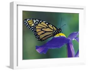 Monarch butterfly on Iris, Bloomfield Hills, Michigan, USA-Darrell Gulin-Framed Premium Photographic Print