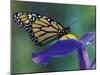 Monarch butterfly on Iris, Bloomfield Hills, Michigan, USA-Darrell Gulin-Mounted Premium Photographic Print