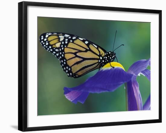 Monarch butterfly on Iris, Bloomfield Hills, Michigan, USA-Darrell Gulin-Framed Premium Photographic Print